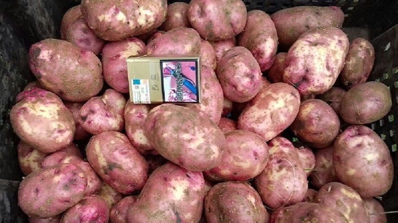 Unpretentious early ripe potato variety Lyubava for long-term storage