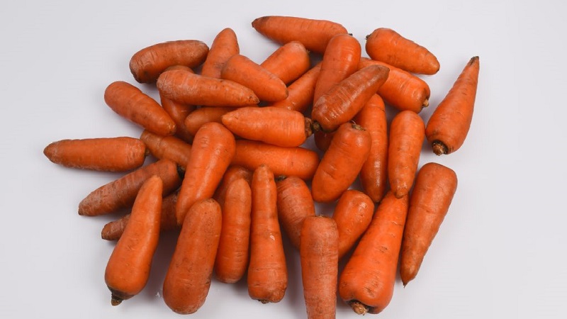 Unpretentious mid-early hybrid of Red Core carrots