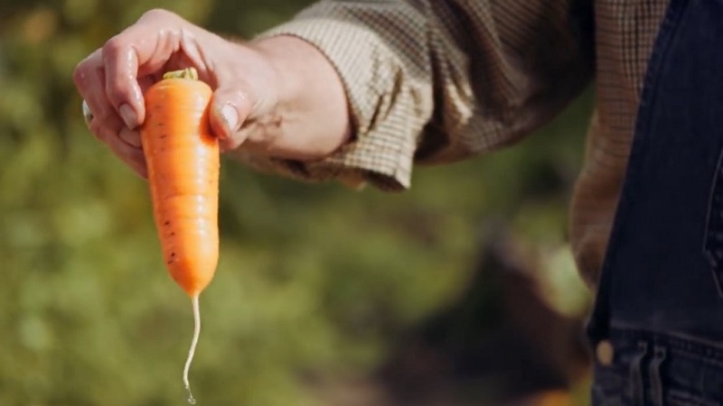 Unpretentious mid-early hybrid of Red Core carrots