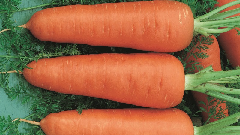 Unpretentious mid-early hybrid of Red Core carrots