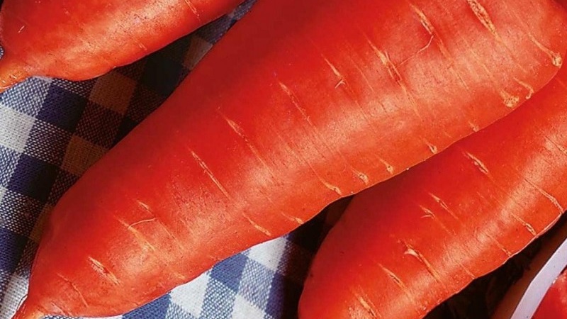 Unpretentious mid-early hybrid of Red Core carrots