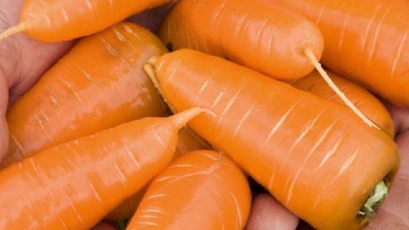 Unpretentious mid-early hybrid of Red Core carrots