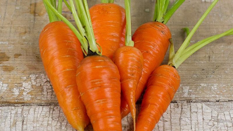Unpretentious mid-early hybrid of Red Core carrots