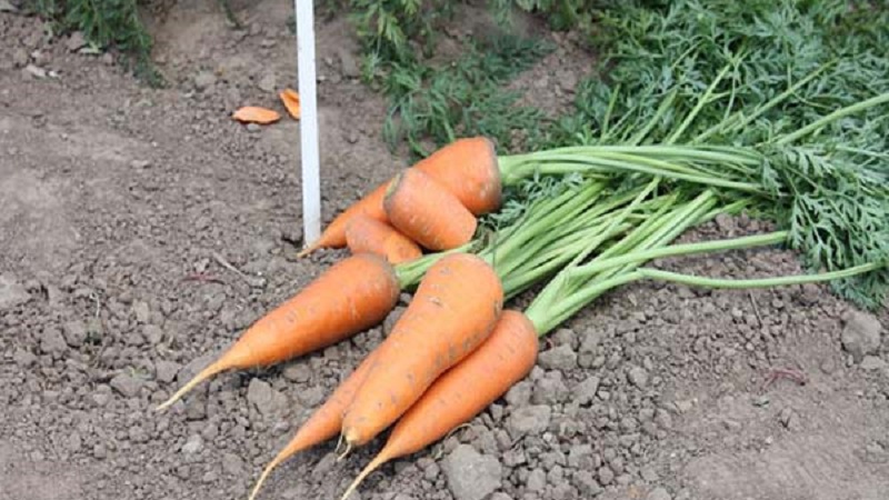 Unpretentious mid-early hybrid of Red Core carrots