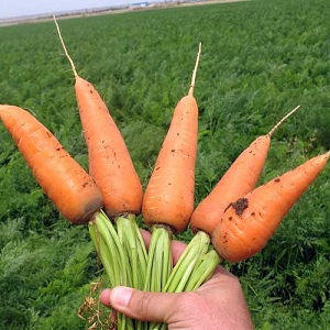 Unpretentious mid-early hybrid of Red Core carrots