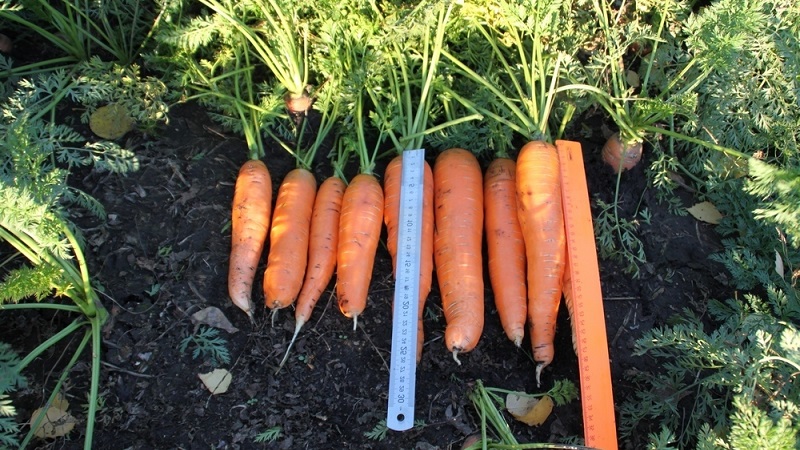Unpretentious mid-early hybrid of Red Core carrots