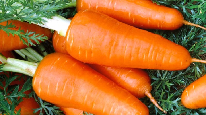 Unpretentious mid-early hybrid of Red Core carrots