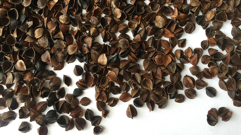 The incredible benefits of buckwheat husks in the garden