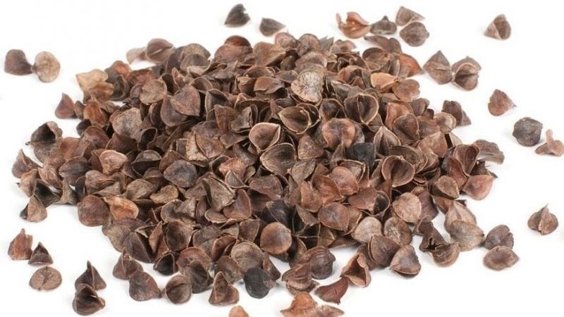 The incredible benefits of buckwheat husks in the garden