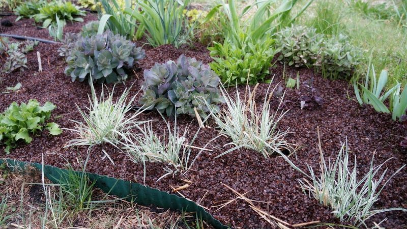 The incredible benefits of buckwheat husks in the garden
