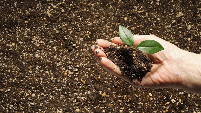The incredible benefits of buckwheat husks in the garden