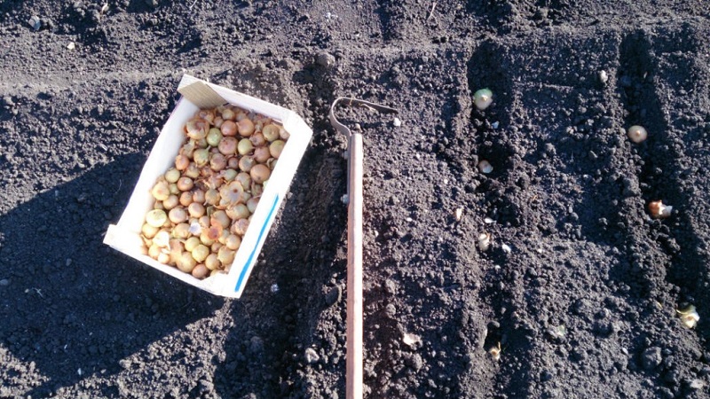 Processing onions before planting before winter