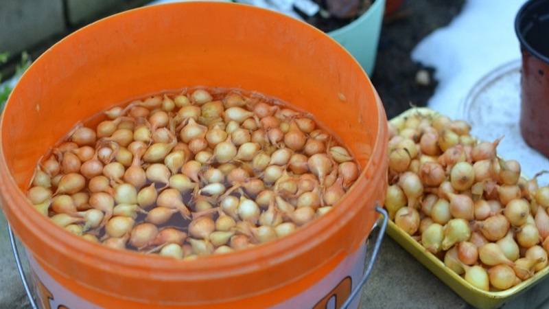 Processing onions before planting before winter