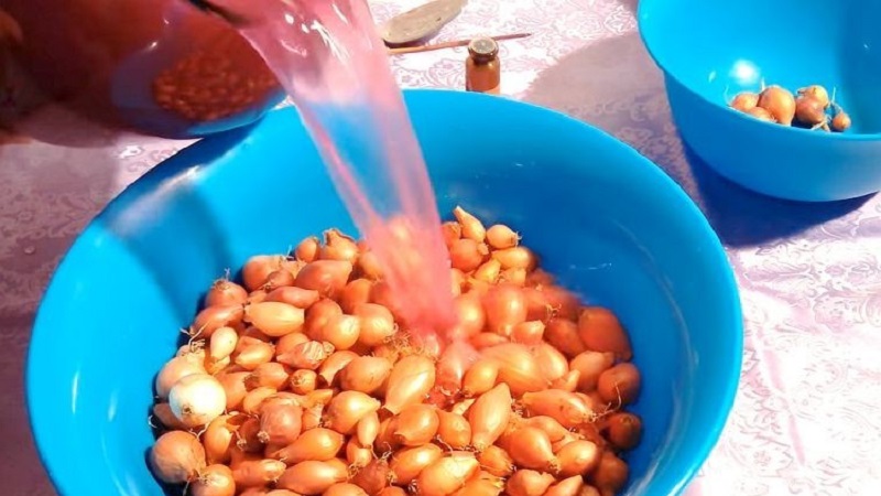 Processing onions before planting before winter