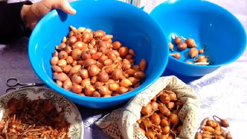 Processing onions before planting before winter