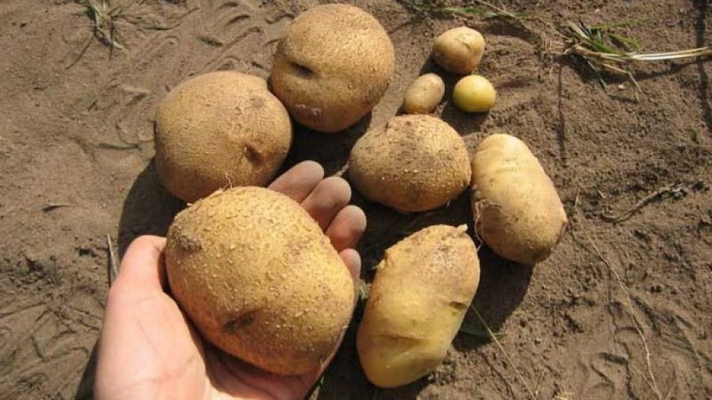 One of the most unpretentious potato varieties - Lina: a description of the yield and tips for growing