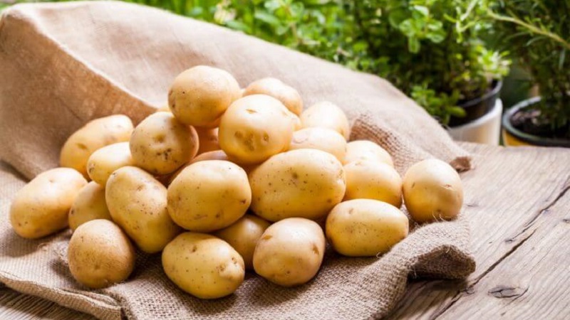 One of the most unpretentious potato varieties - Lina: a description of the yield and tips for growing