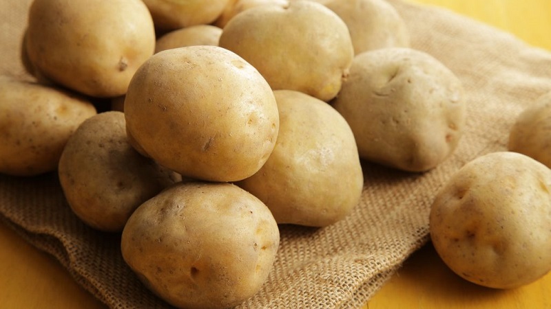 One of the most unpretentious potato varieties - Lina: a description of the yield and tips for growing