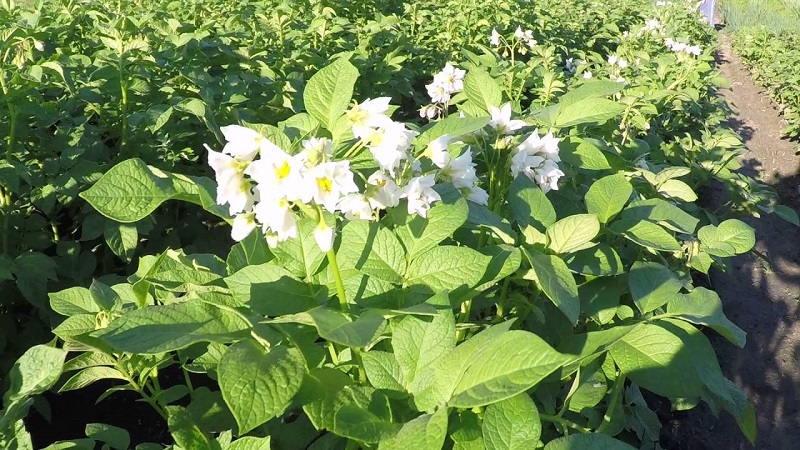 One of the most unpretentious potato varieties - Lina: a description of the yield and tips for growing