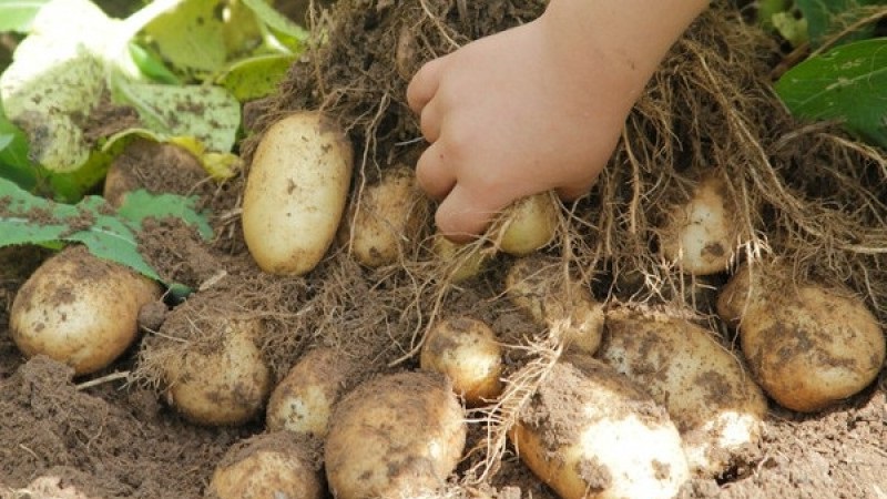 One of the most unpretentious potato varieties - Lina: a description of the yield and tips for growing