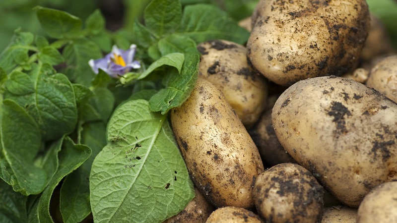 One of the most unpretentious potato varieties - Lina: a description of the yield and tips for growing