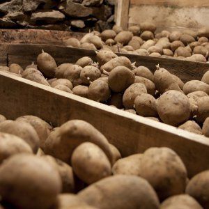 Features of storing potatoes in a garage without a cellar