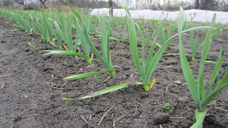 Features of planting onions before the winter: after which crops can you plant