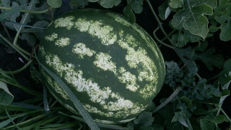 Features of growing watermelons in Siberia in the open field: step by step instructions