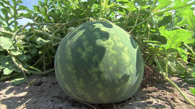 Features of growing watermelons in Siberia in the open field: step by step instructions