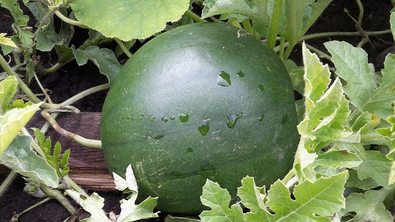 Features of growing watermelons in Siberia in the open field: step by step instructions