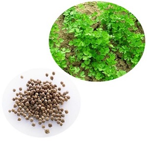 Features of growing parsley in a greenhouse for sale