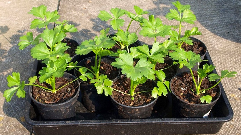 Features of growing parsley in a greenhouse for sale