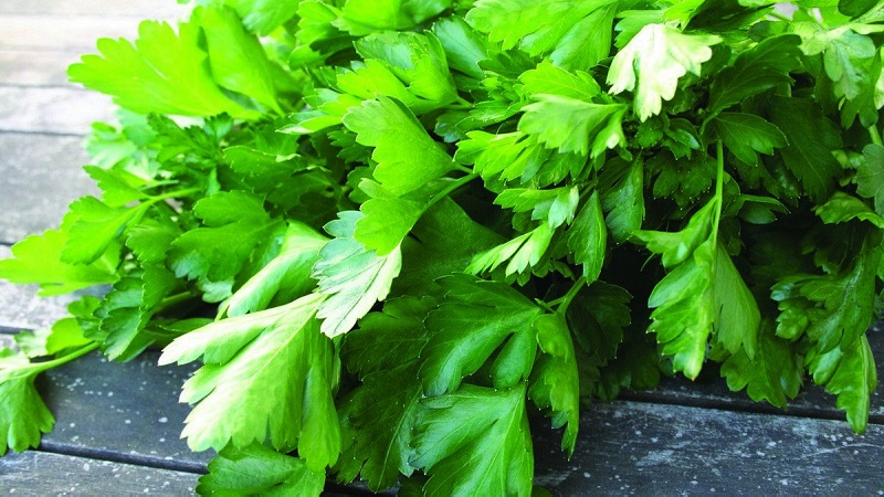 Features of growing parsley in a greenhouse for sale