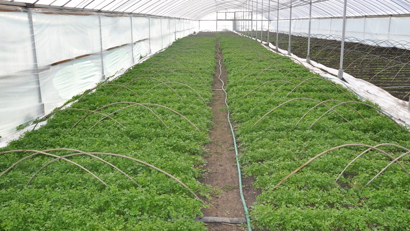 Features of growing parsley in a greenhouse for sale