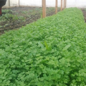 Features of growing parsley in a greenhouse for sale
