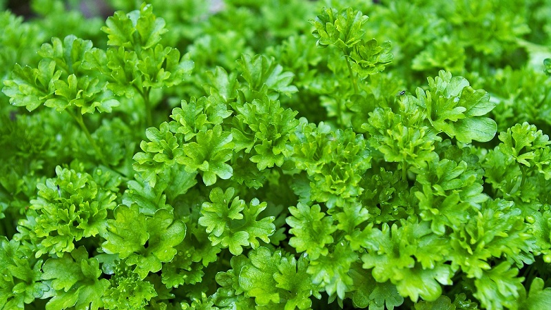 Features of growing parsley in a greenhouse for sale