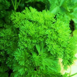 Features of growing parsley in a greenhouse for sale