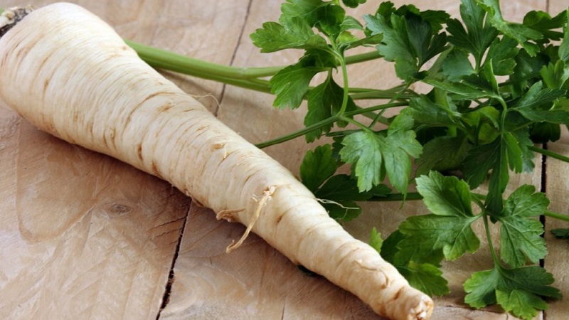 Features of growing parsley in a greenhouse for sale
