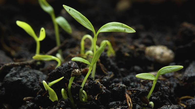Features of growing parsley in a greenhouse for sale