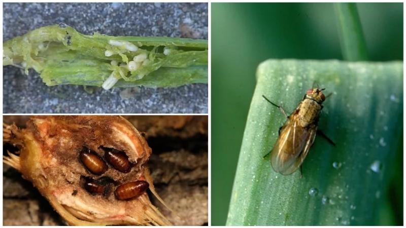 What to do if the onion rots in the garden and why it happens
