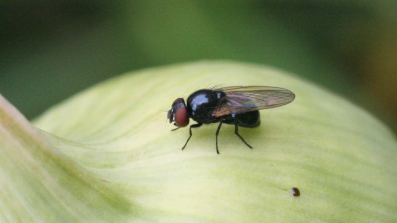 Beware, onion fly: how to fight and win