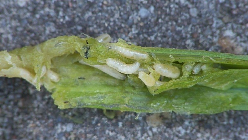 Beware, onion fly: how to fight and win