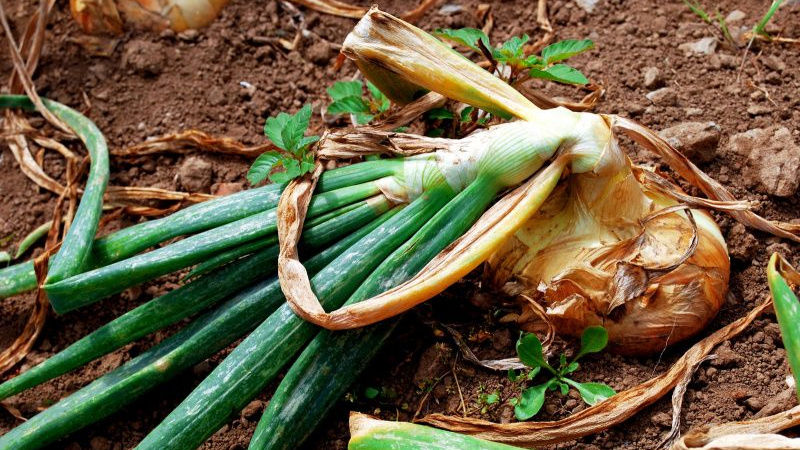 Beware, onion fly: how to fight and win