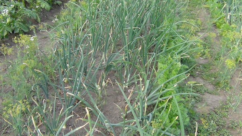 The most effective remedies for pests: how to treat onions from worms and how to do it correctly