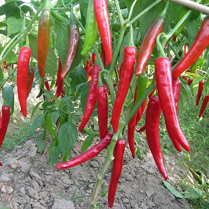 Distinguishing pungent fruits is easy and simple - cayenne pepper and chili: what is the difference and how they are used