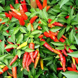 Distinguishing pungent fruits is easy and simple - cayenne pepper and chili: what is the difference and how they are used