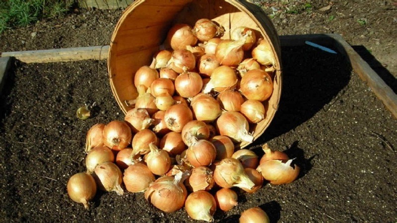 Winter varieties of onion sets for planting before winter