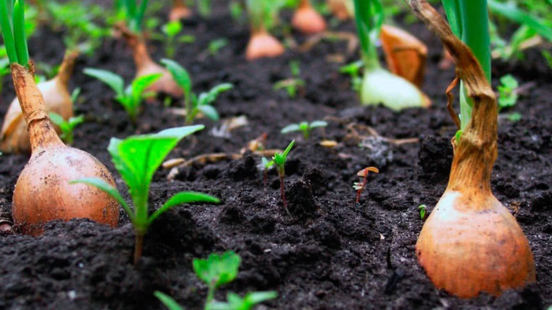 Winter varieties of onion sets for planting before winter