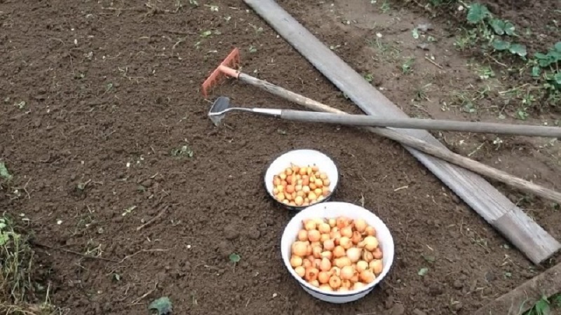 Winter varieties of onion sets for planting before winter