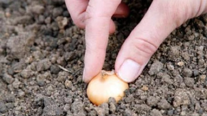 Winter varieties of onion sets for planting before winter